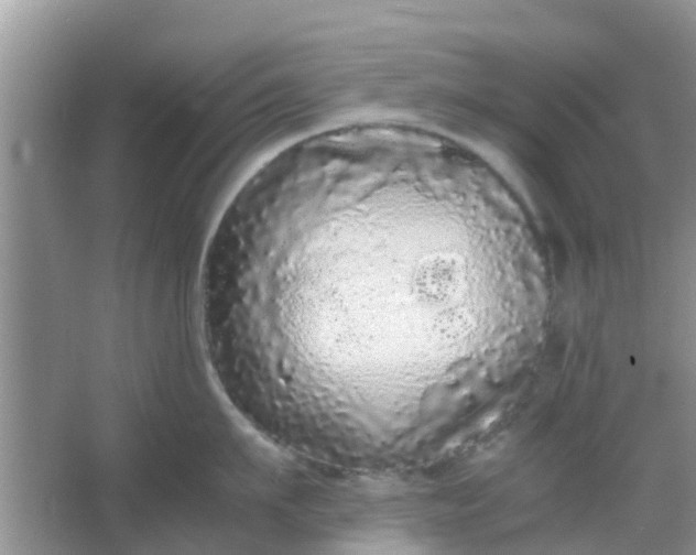 X0000066940911200604071909