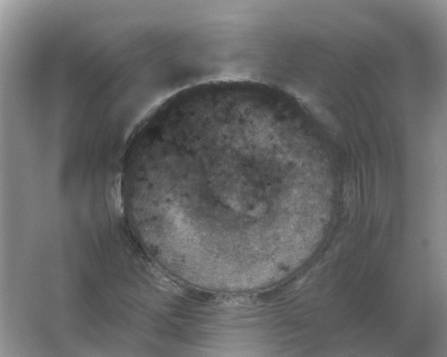 X0000066941262200604071903