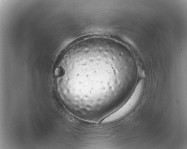 X0000066941267200604071903