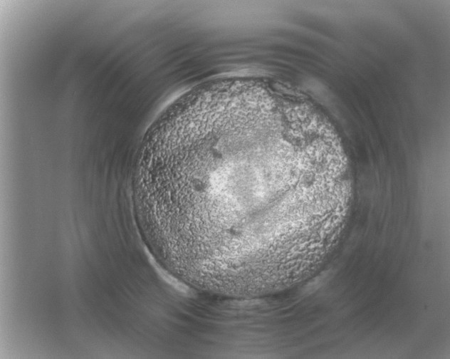 X0000066941425200604071900