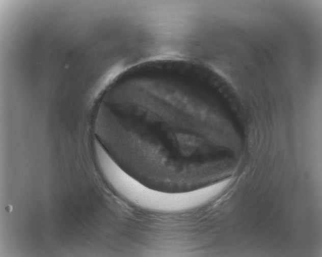 X0000066941455200604071900