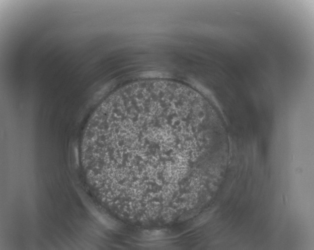 X0000066940061200604142034