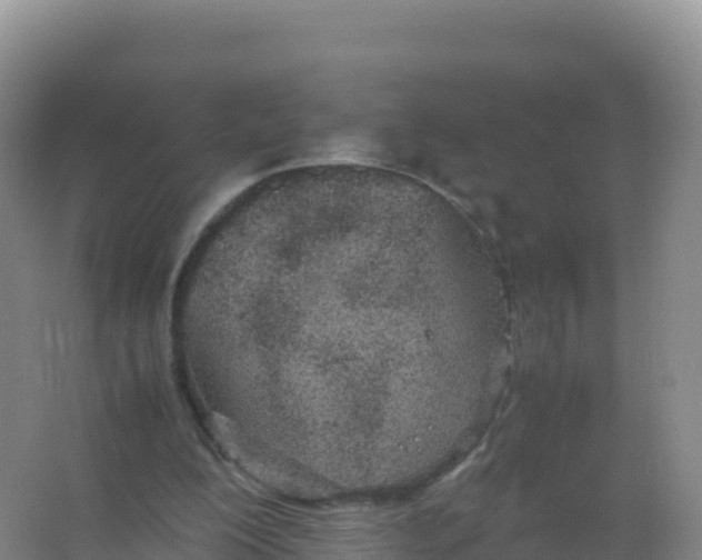 X0000066940200200604142032