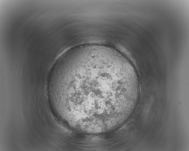 X0000066940249200604142031