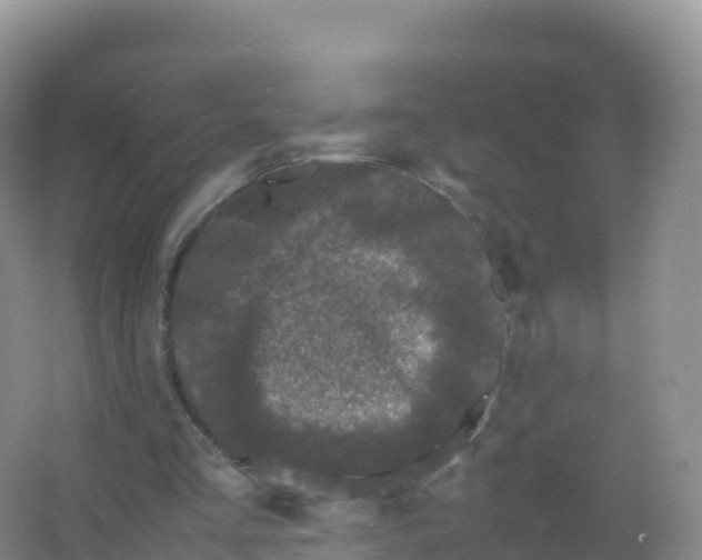 X0000066940293200604142031