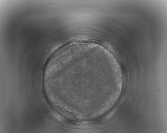 X0000066940301200604142030