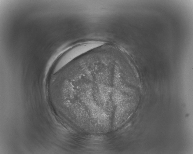 X0000066940343200604142029