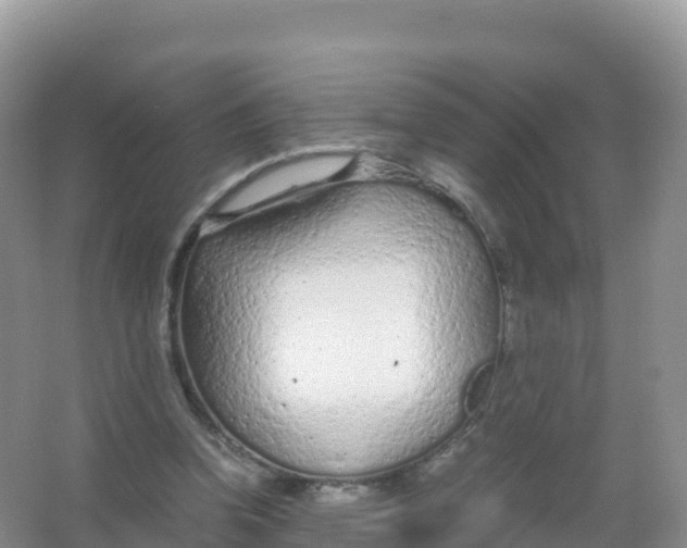 X0000066940346200604142029