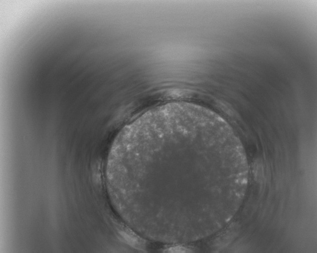 X0000066940423200604142028