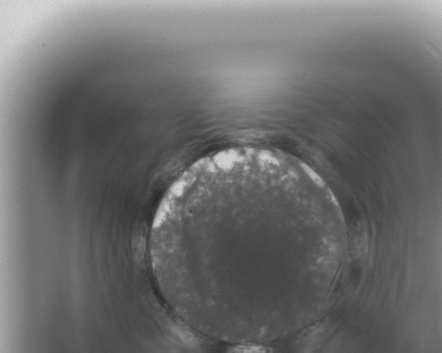 X0000066940427200604142028