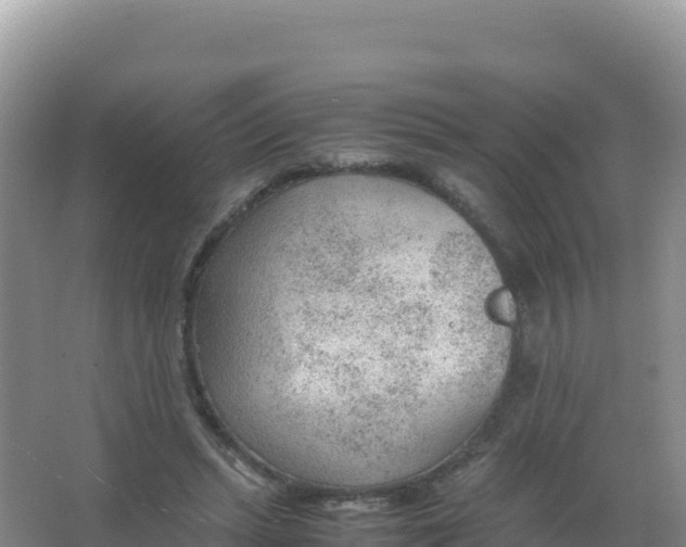 X0000066940447200604142028