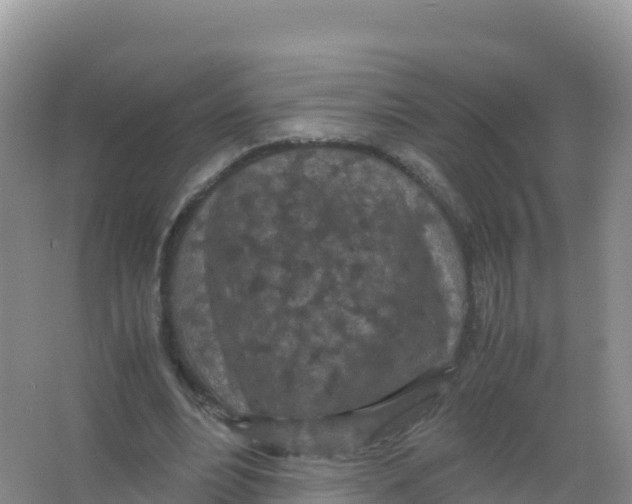 X0000066940488200604142027