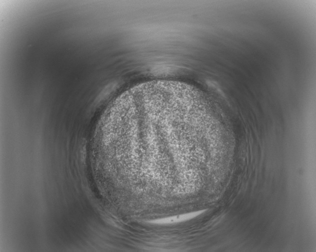 X0000066940495200604142027