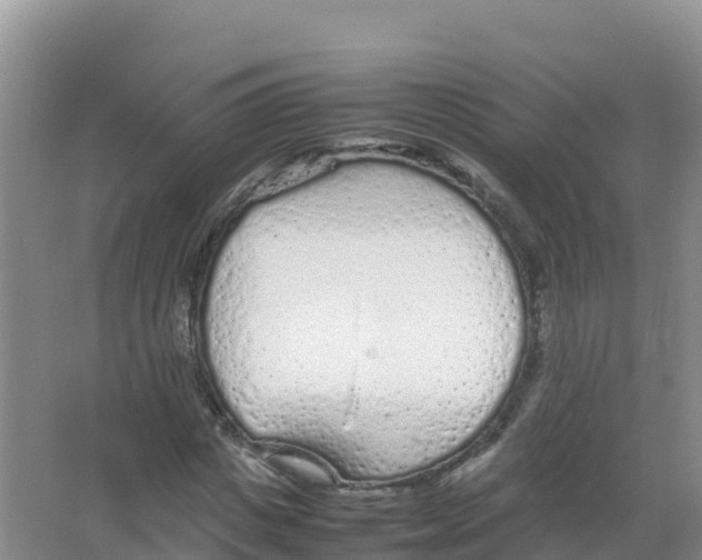 X0000066940825200604142021