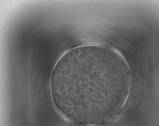 X0000066940907200604142020