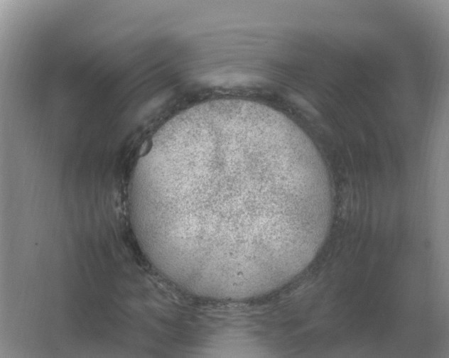 X0000066940966200604142019