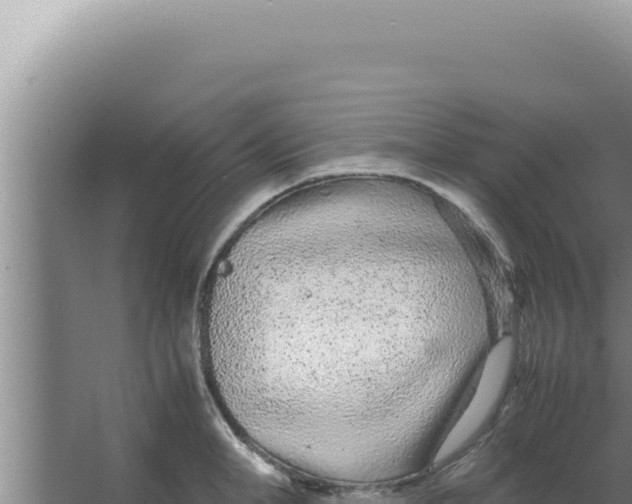 X0000066940998200604142019