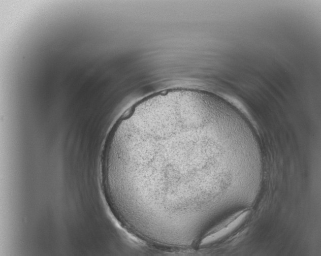 X0000066940999200604142019