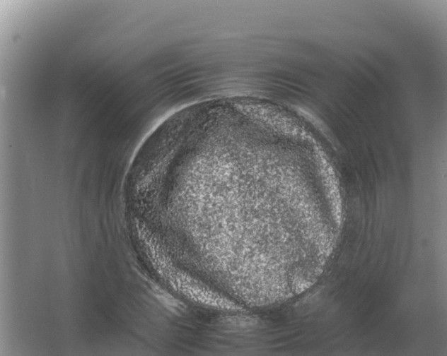 X0000066941023200604142018