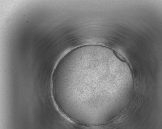 X0000066941096200604142017