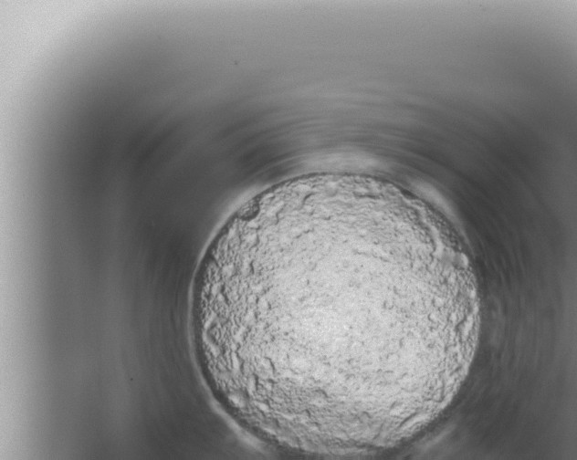 X0000066941103200604142017