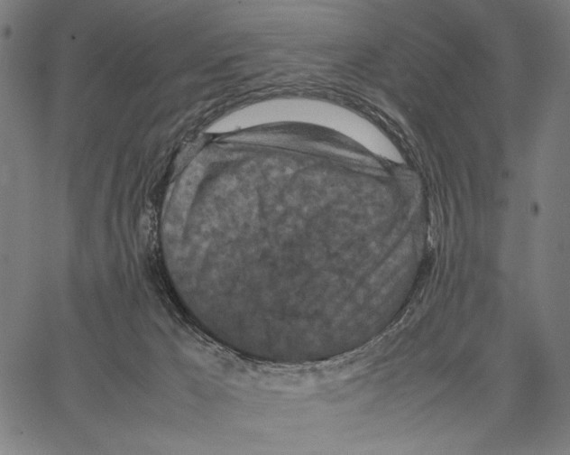 X0000066940029200604211801