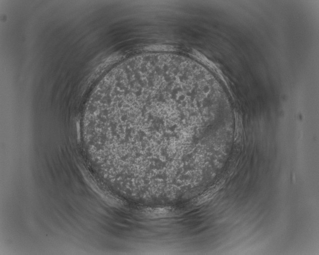 X0000066940061200604211800