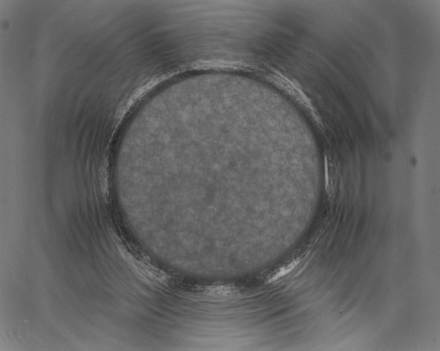 X0000066940204200604211758