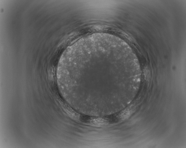 X0000066940423200604211755