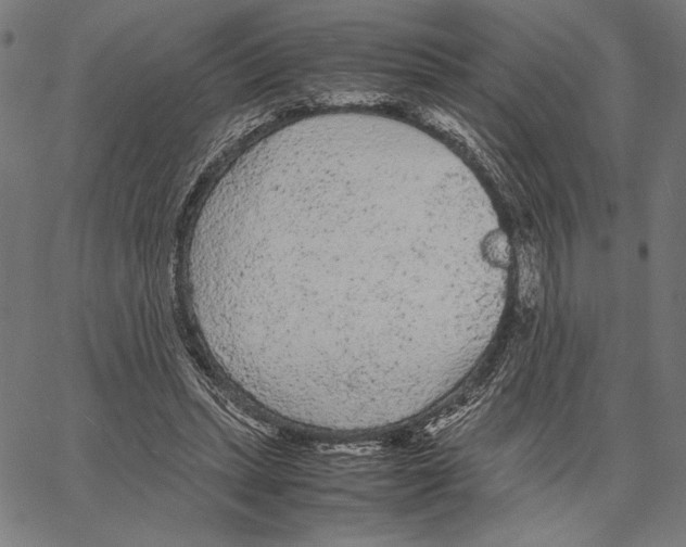 X0000066940447200604211754