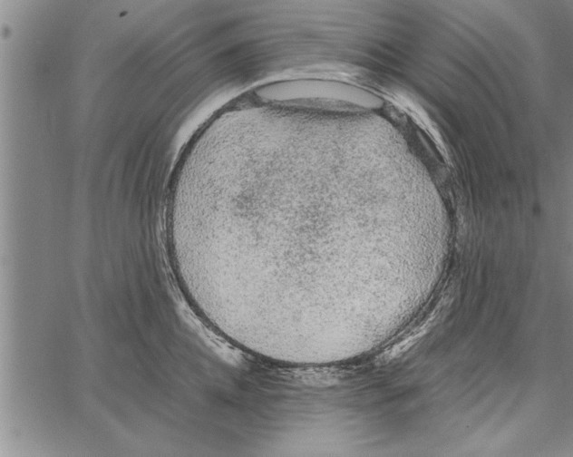 X0000066940952200604211746