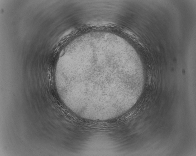 X0000066940966200604211746