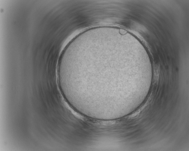 X0000066941294200604211740