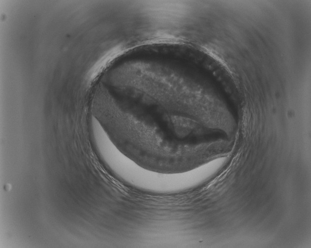 X0000066941455200604211737