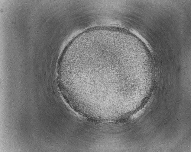 X0000066941477200604211737