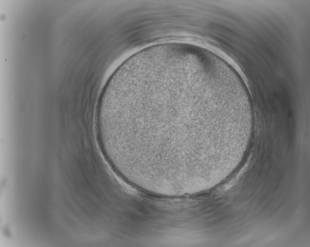 X0000066941533200604211737