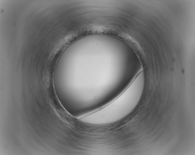 X0000066950496200603240914