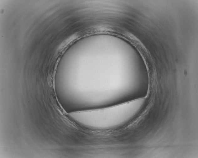 X0000066950785200603240909