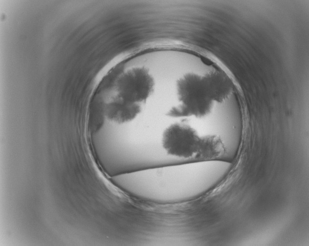X0000066951245200603240902