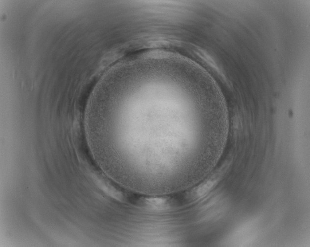 X0000066950265200603241151