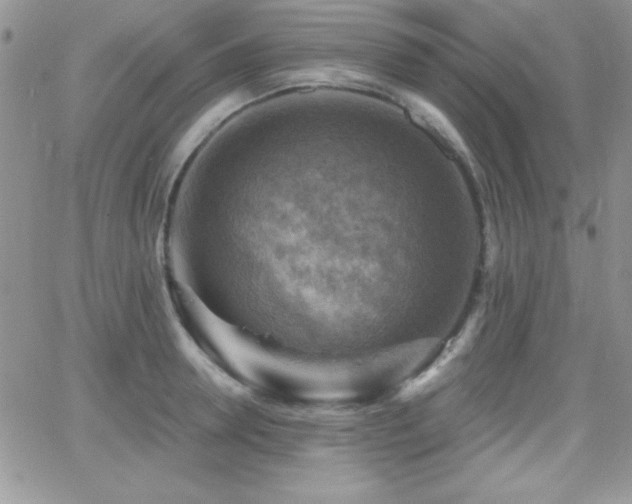 X0000066950946200603241140