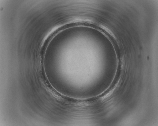 X0000066951021200603241138