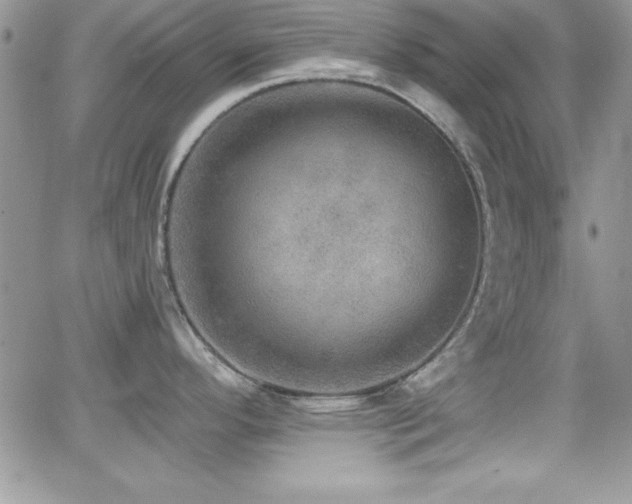 X0000066951296200603241134