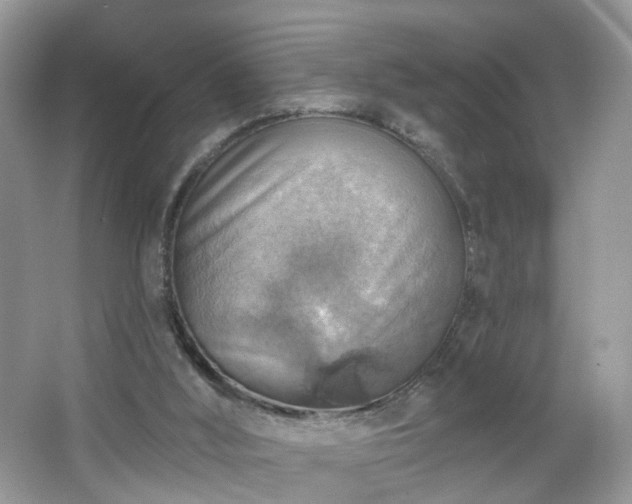 X0000066950012200603271219