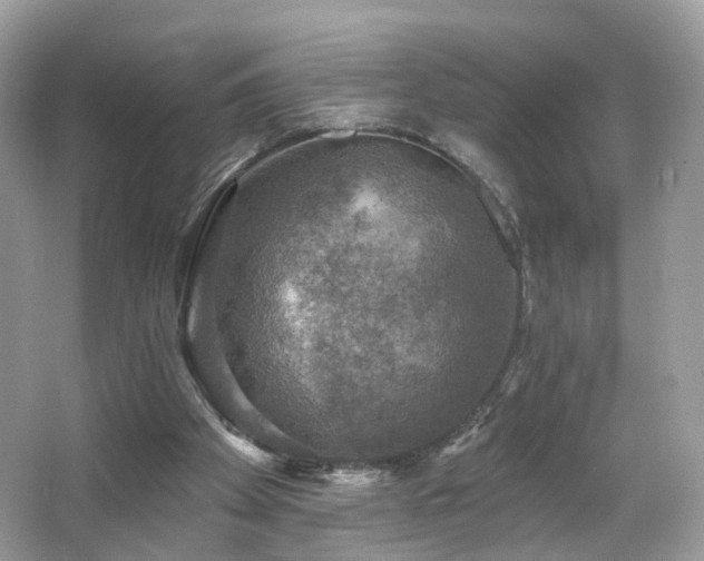 X0000066950105200603271217