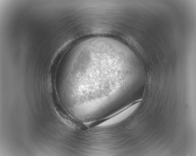X0000066950684200603271207
