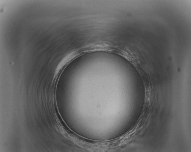 X0000066950004200603311454