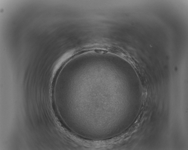 X0000066950006200603311454