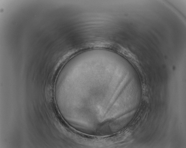 X0000066950012200603311454