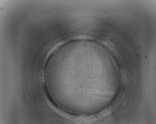 X0000066950016200603311453